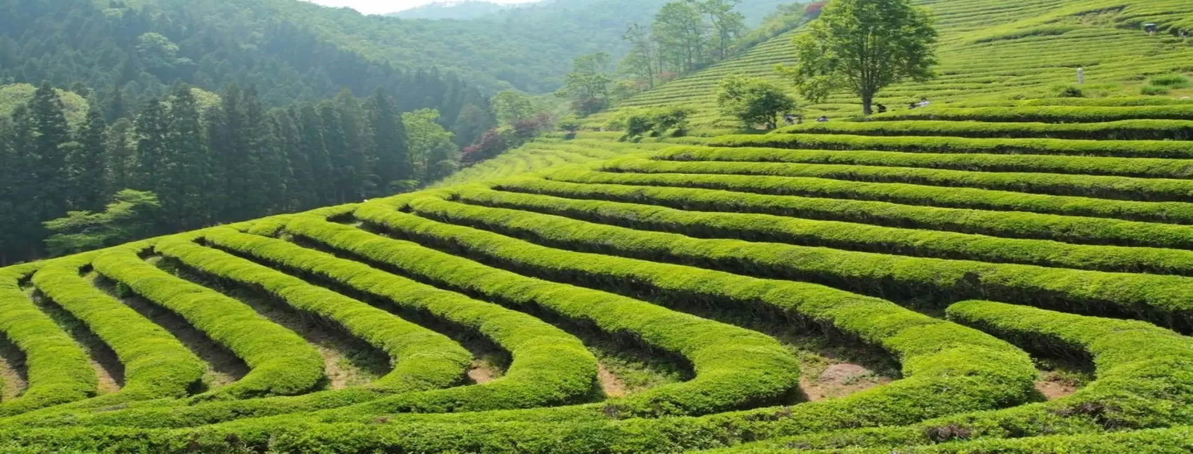 Image for Tea Plantation Exploration